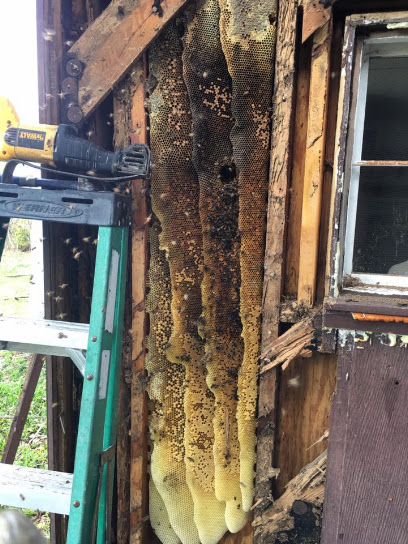 Alpine Farms Bee Removal