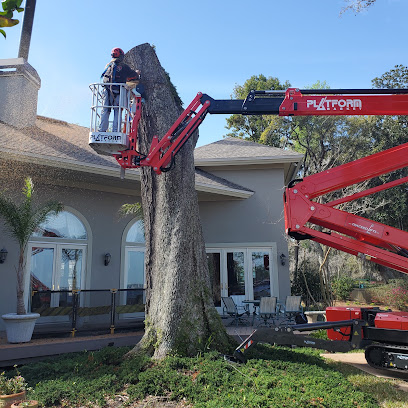 Bushor's Tree Surgeons