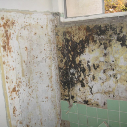Catstrong Mold