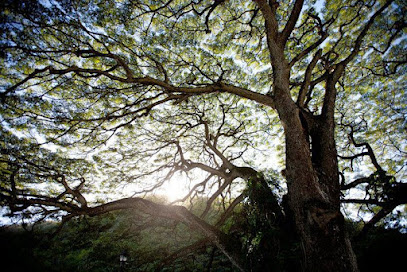 Embark Tree Services
