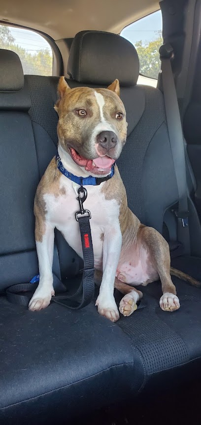 Hill Country Animal Emergency Hospital