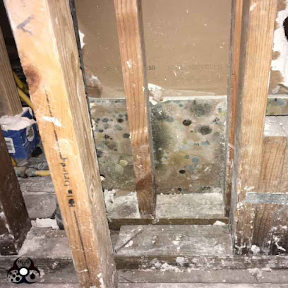Houston Mold Guys