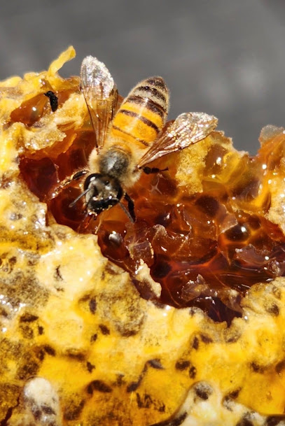 Little Giant Beekeepers & Bee Removal Specialists