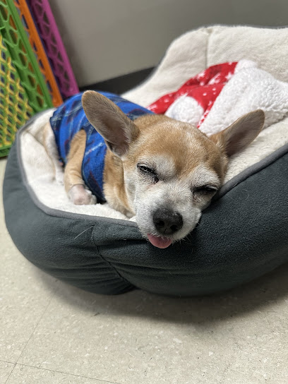 Pearland 288 Animal Emergency Clinic Of Silverlake