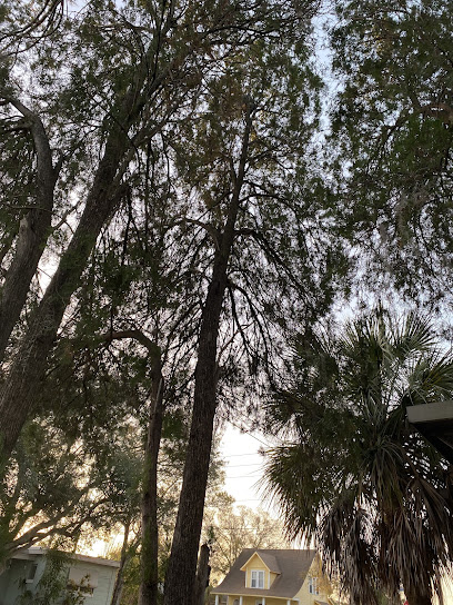 Negocio Sozio's Tree Service, Llc