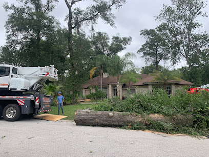 Tree Pros Of Florida