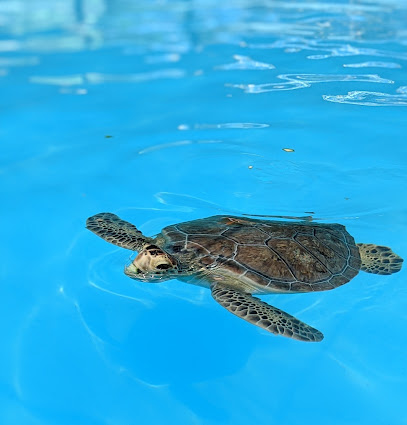 Negocio Turtle Hospital